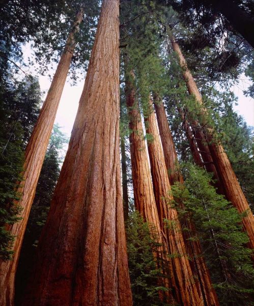 CA, Sierra Nevada Old-growth Sequoia Redwood